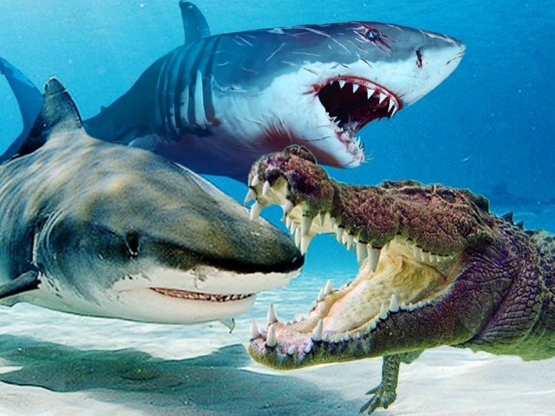 Крокодил против акул
